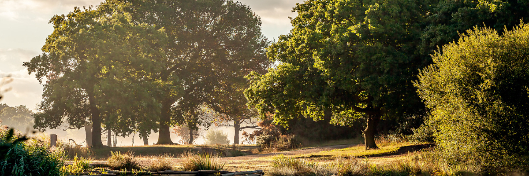 Epping forest